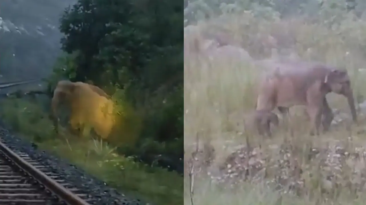 Jharkhand Elephant Jharkhand Elephant