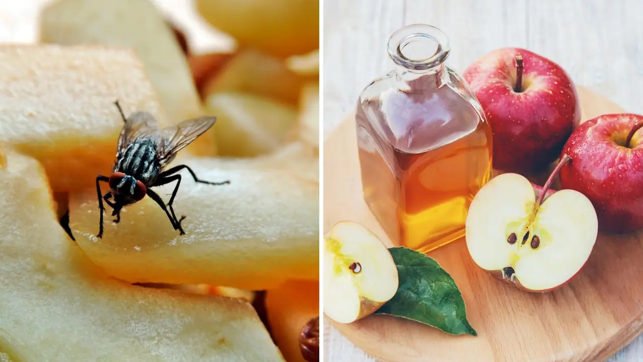 fruit flies fruit flies