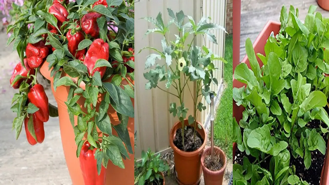 Monsoon Gardening Tips Monsoon Gardening Tips