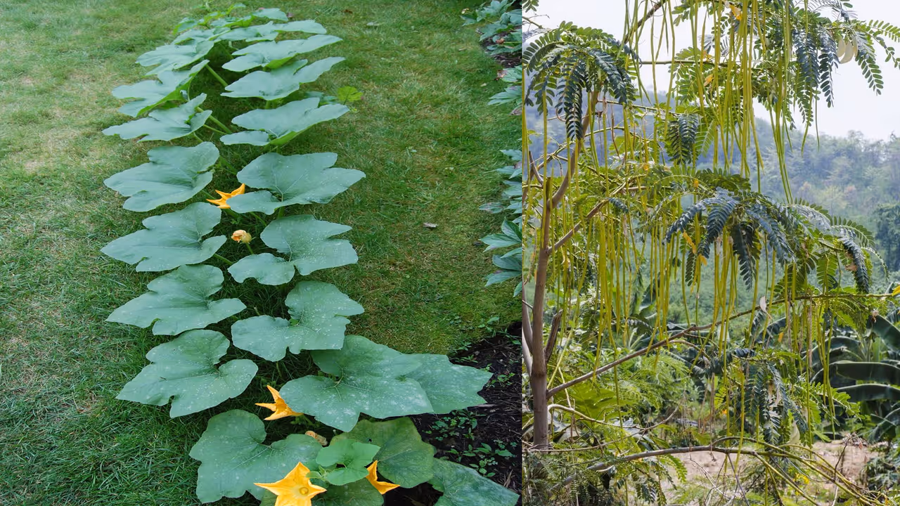 Pumpkin and moringa in Indian cuisine Pumpkin and moringa in Indian cuisine