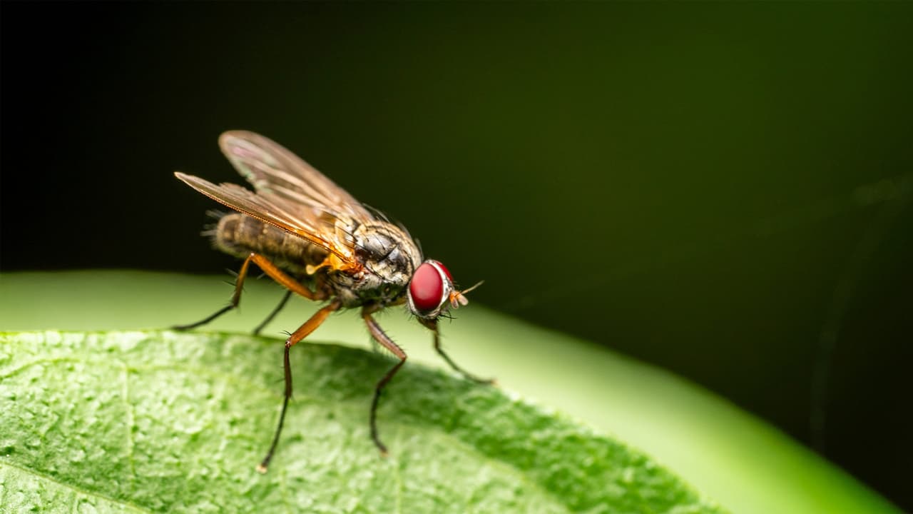 How To Remove Flies From Home