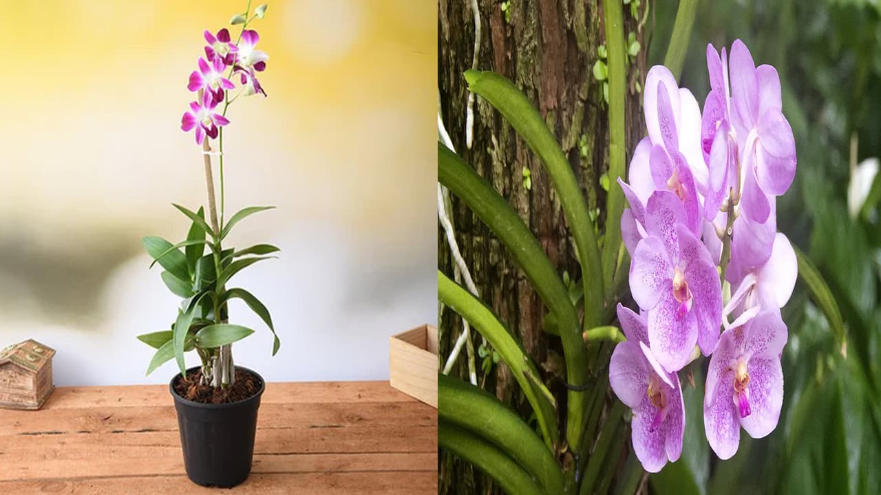 Orchids Bloom Tips Orchids Bloom Tips