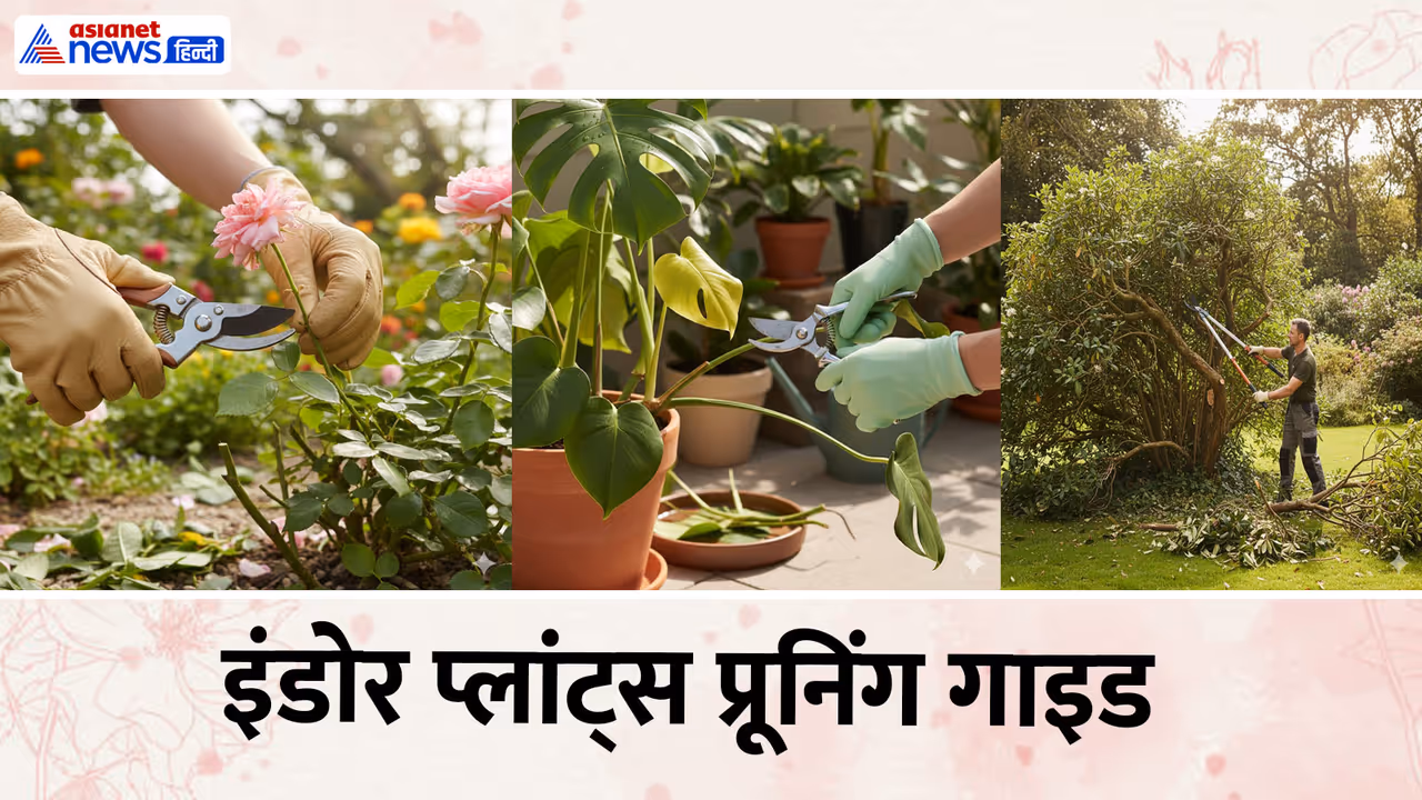 Plant Purning Guide Plant Purning Guide