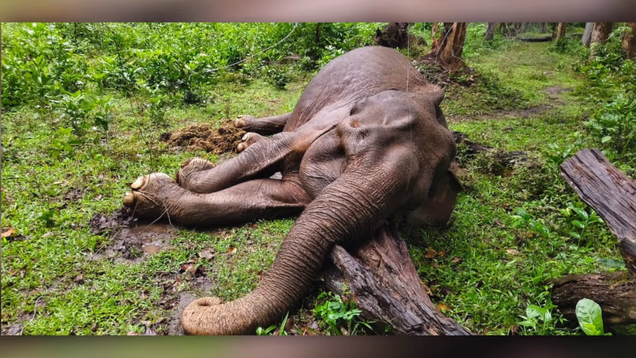 wayanad tribal village mourns death of beloved wild elephant lakshmi wayanad tribal village mourns death of beloved wild elephant lakshmi