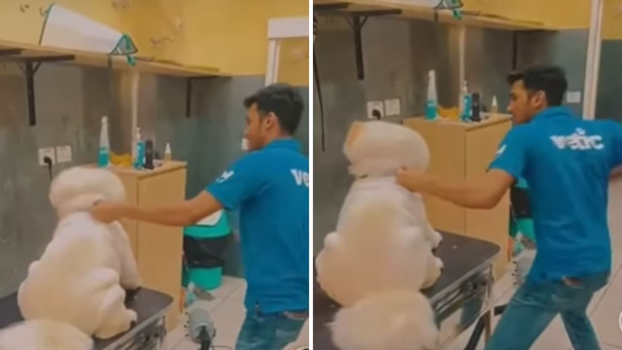 Viral video of Thane Vetic Pet Clinic Staffer hitting a dog under name of grooming watch here Viral video of Thane Vetic Pet Clinic Staffer hitting a dog under name of grooming watch here