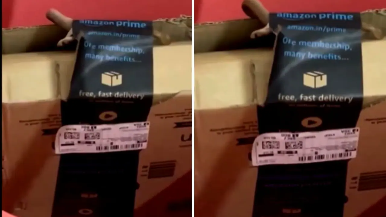 Bengaluru Couple Finds Venomous Snake Inside Amazon Package Bengaluru Couple Finds Venomous Snake Inside Amazon Package