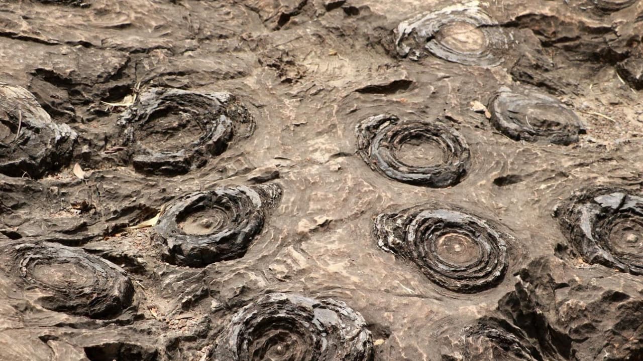 Salkhan Fossils Park Salkhan Fossils Park