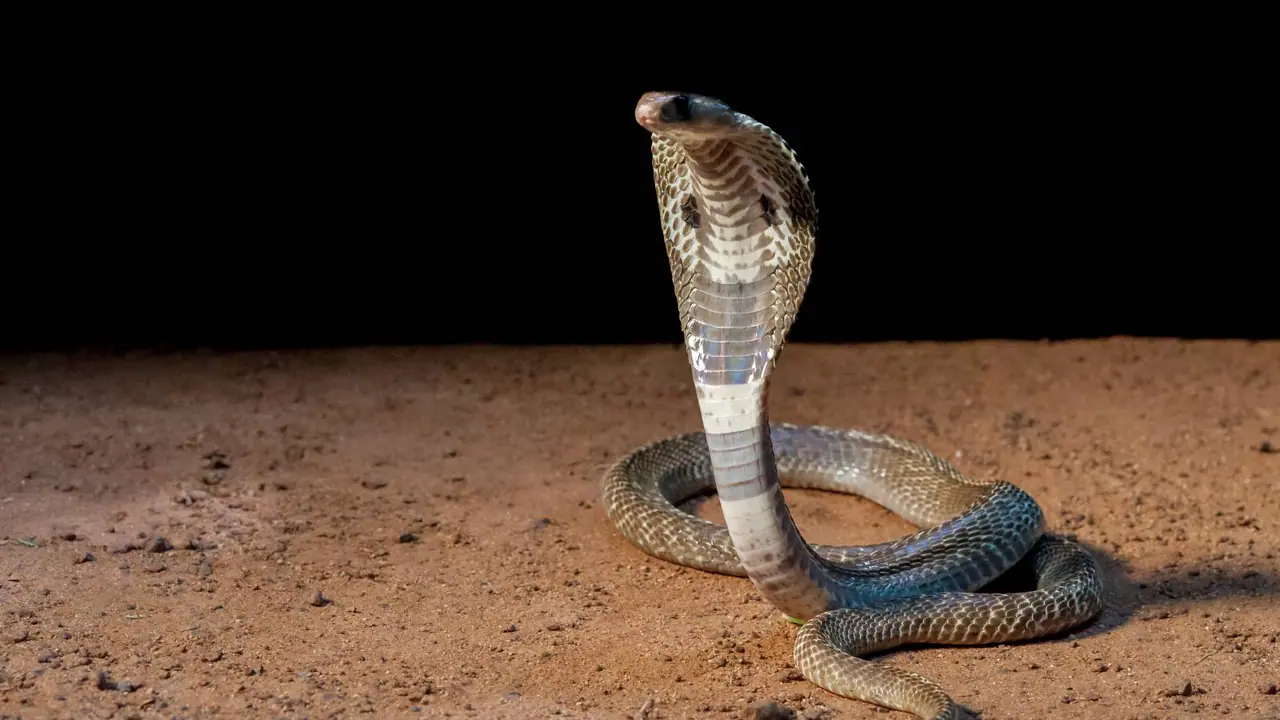 nag panchami 2025 nag panchami 2025