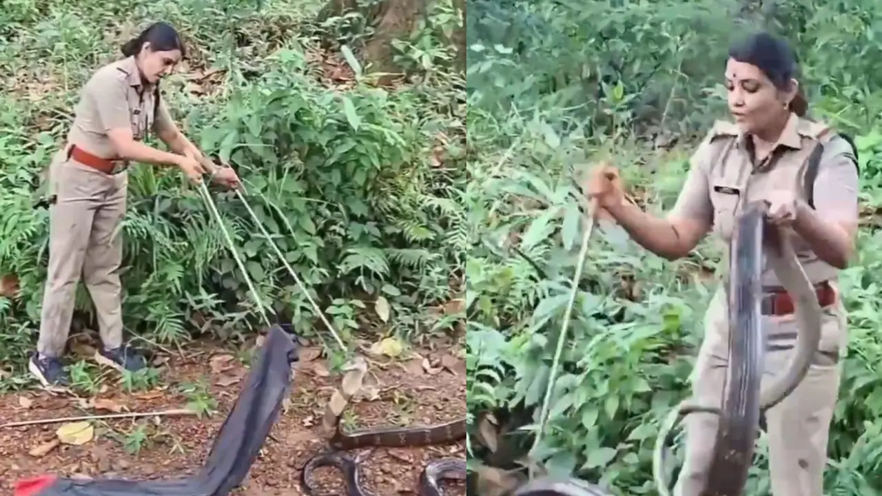 Kerala woman rescues King Cobra Kerala woman rescues King Cobra