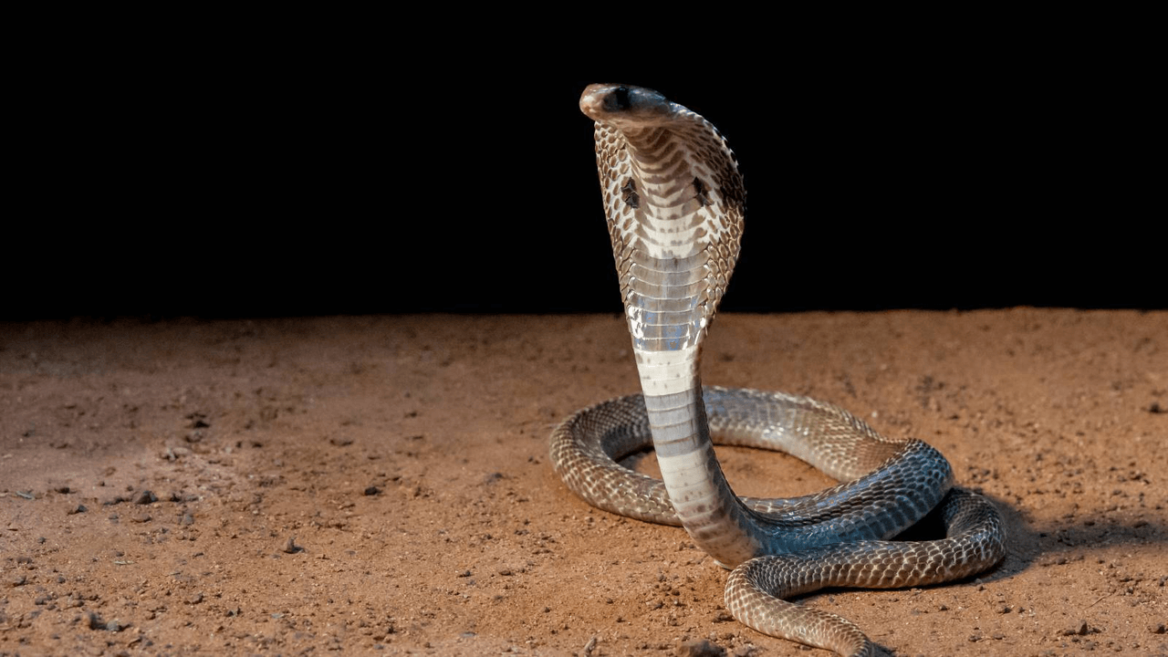 nag panchami ki katha