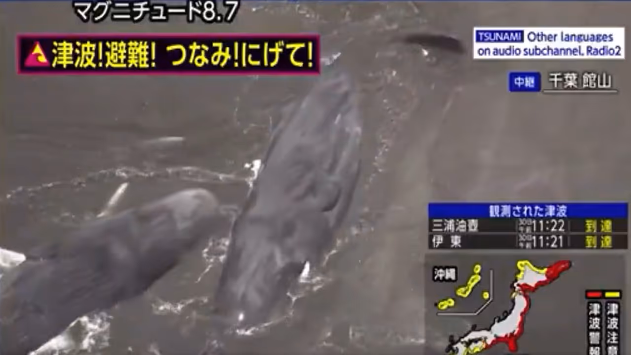 Whales have washed up along the coast of Japan