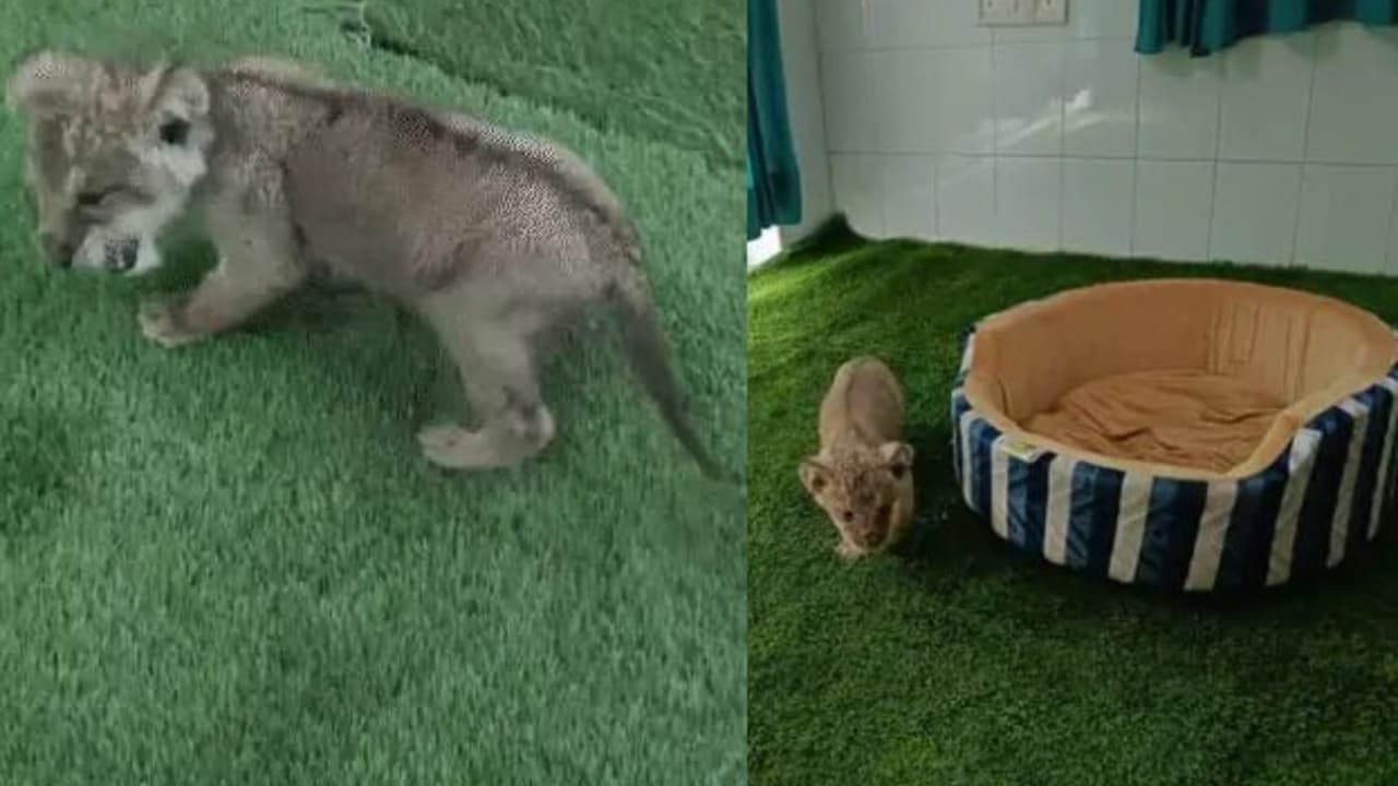 Nahargarh lion cub Nahargarh lion cub