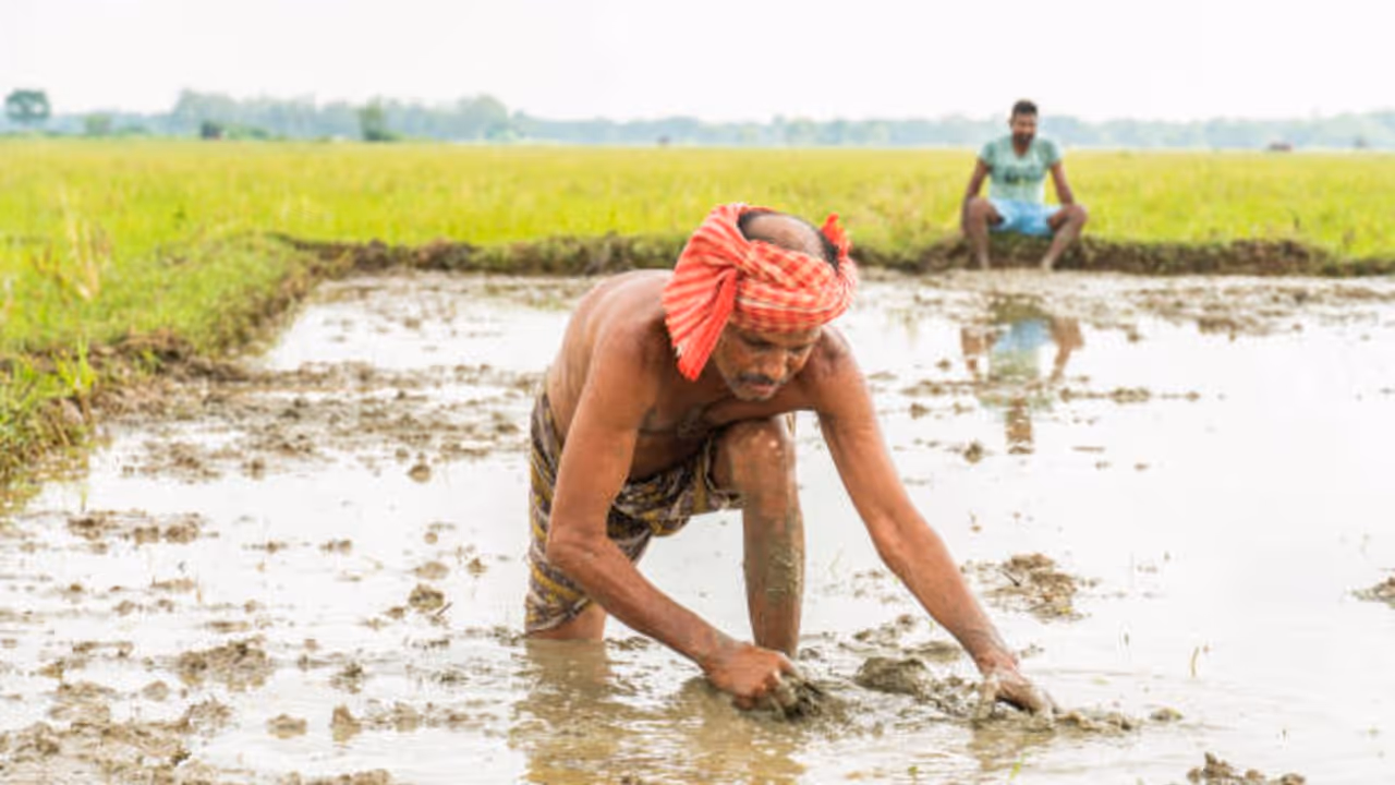 Rajasthan Crop Insurance Scheme