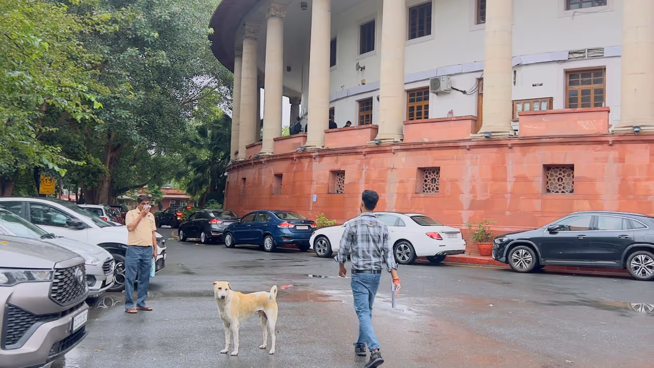 Street Dog at Supreme Court of India
