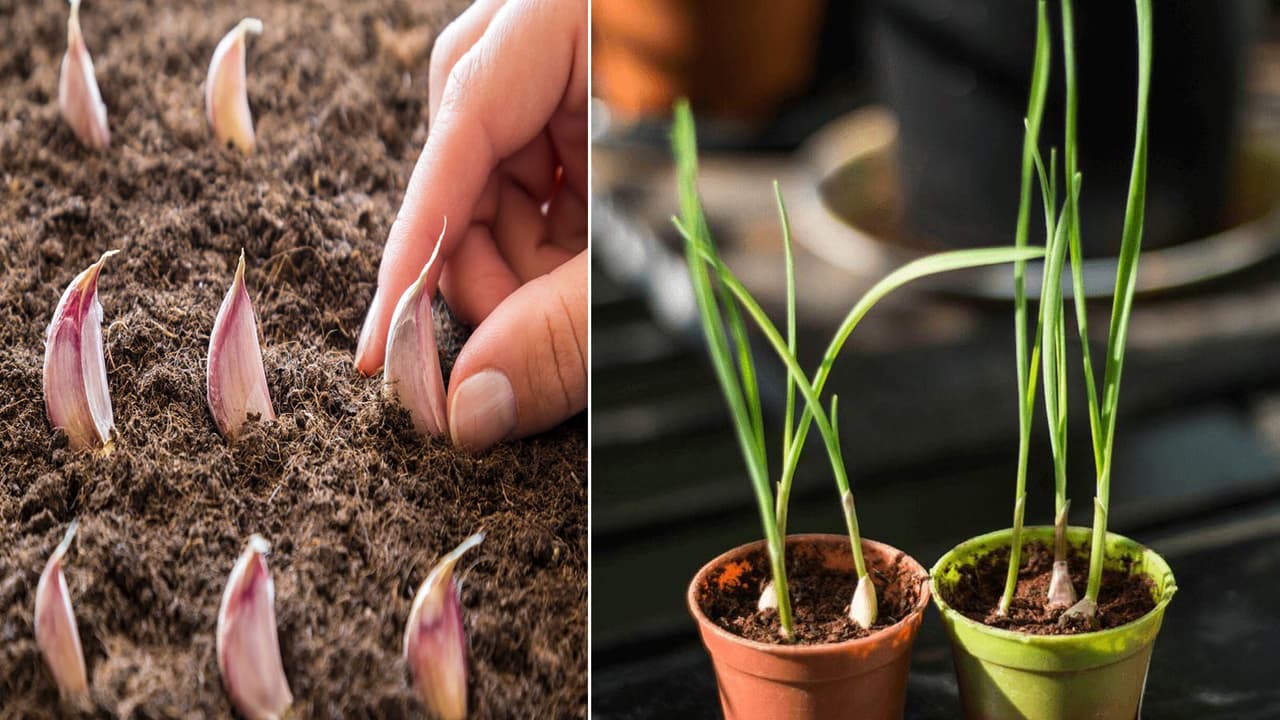How To Grow Garlic At Pot