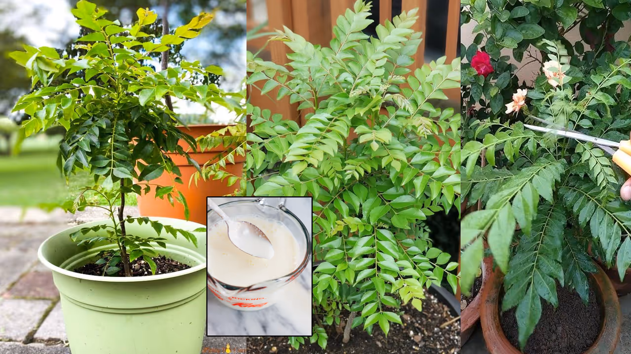 Curry Leaf Care Tips