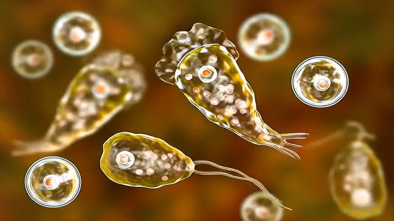 Naegleria fowleri
