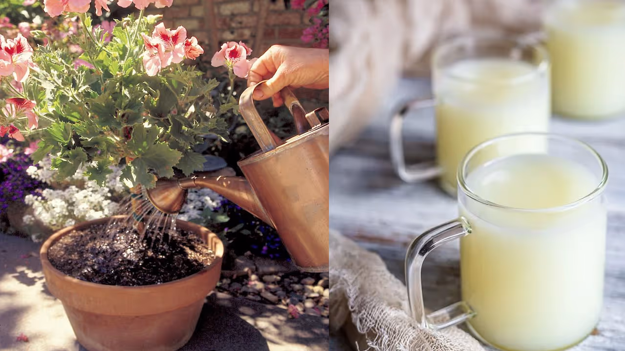 Whey Water For Plant