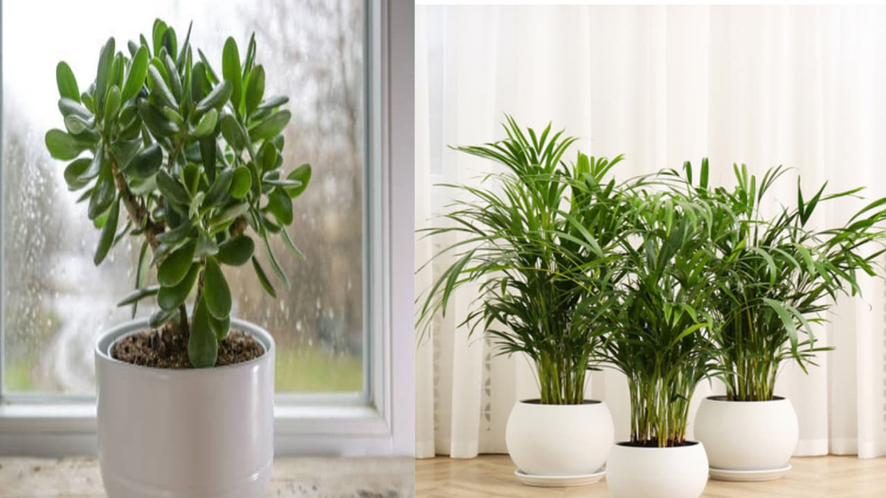 vacation plant care tips