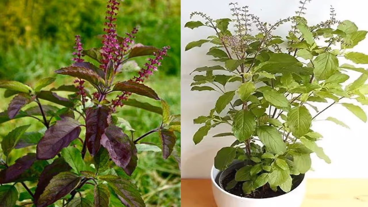 Kartik Purnima 2025 Tulsi Puja