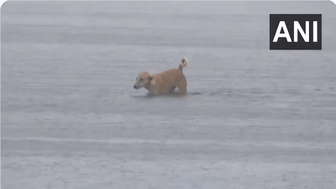 Cyclone Ditwah Chennai