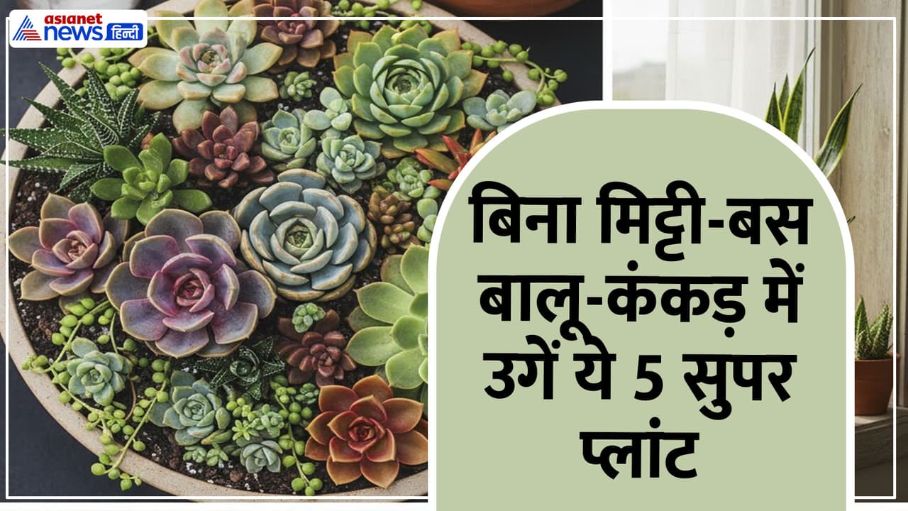 Grow these 5 plants Grow these 5 plants