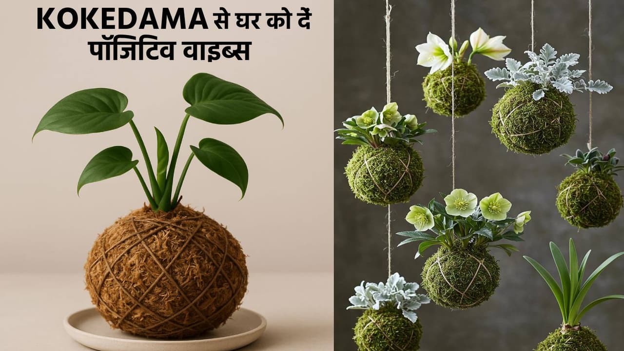 KOKEDAMA KOKEDAMA