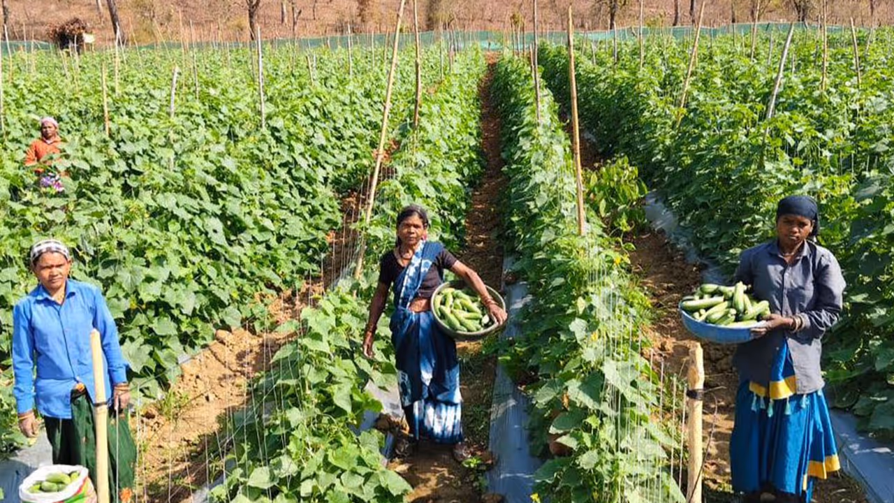 Chhattisgarh Bihan Yojana Chhattisgarh Bihan Yojana