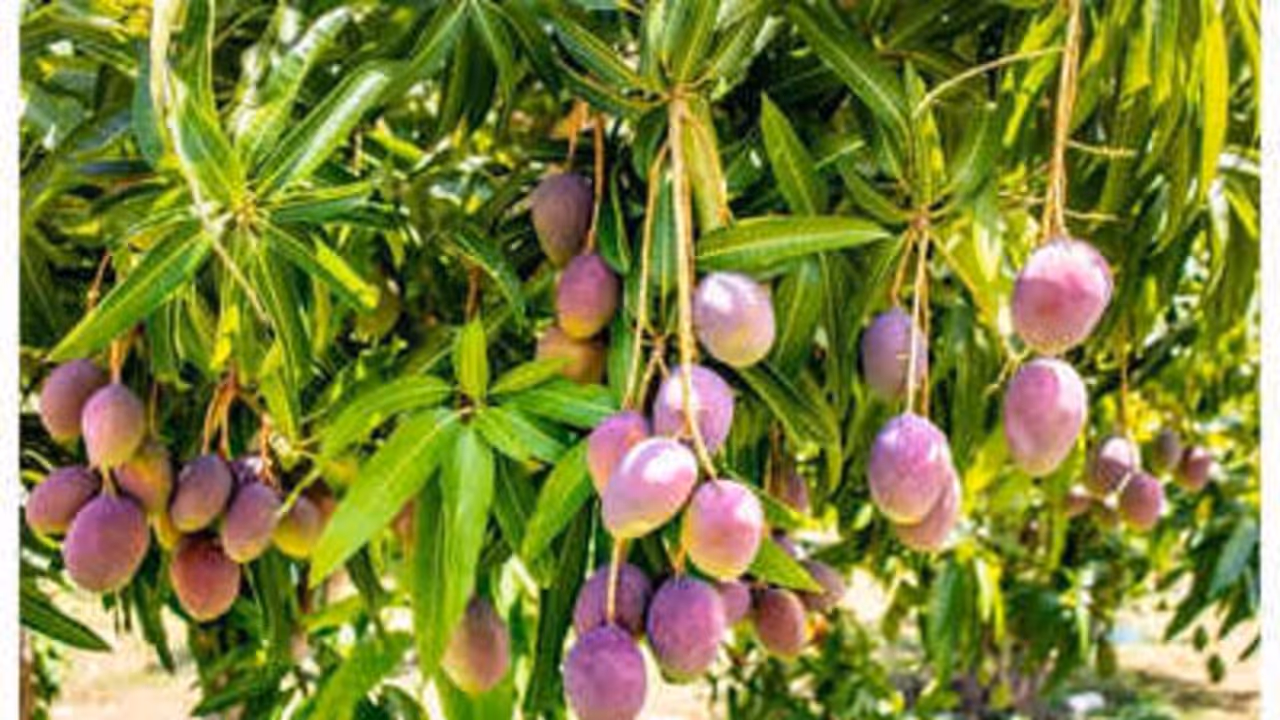 miyazaki mango most expensive mango japan taiyo no tamago alphonso india luxury fruit miyazaki mango most expensive mango japan taiyo no tamago alphonso india luxury fruit