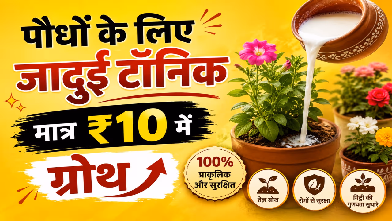 homemade fertilizer for plants homemade fertilizer for plants