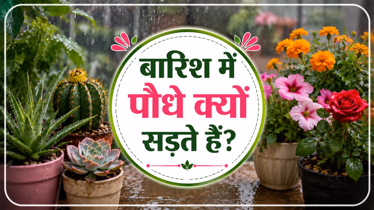 rainy season plant care rainy season plant care