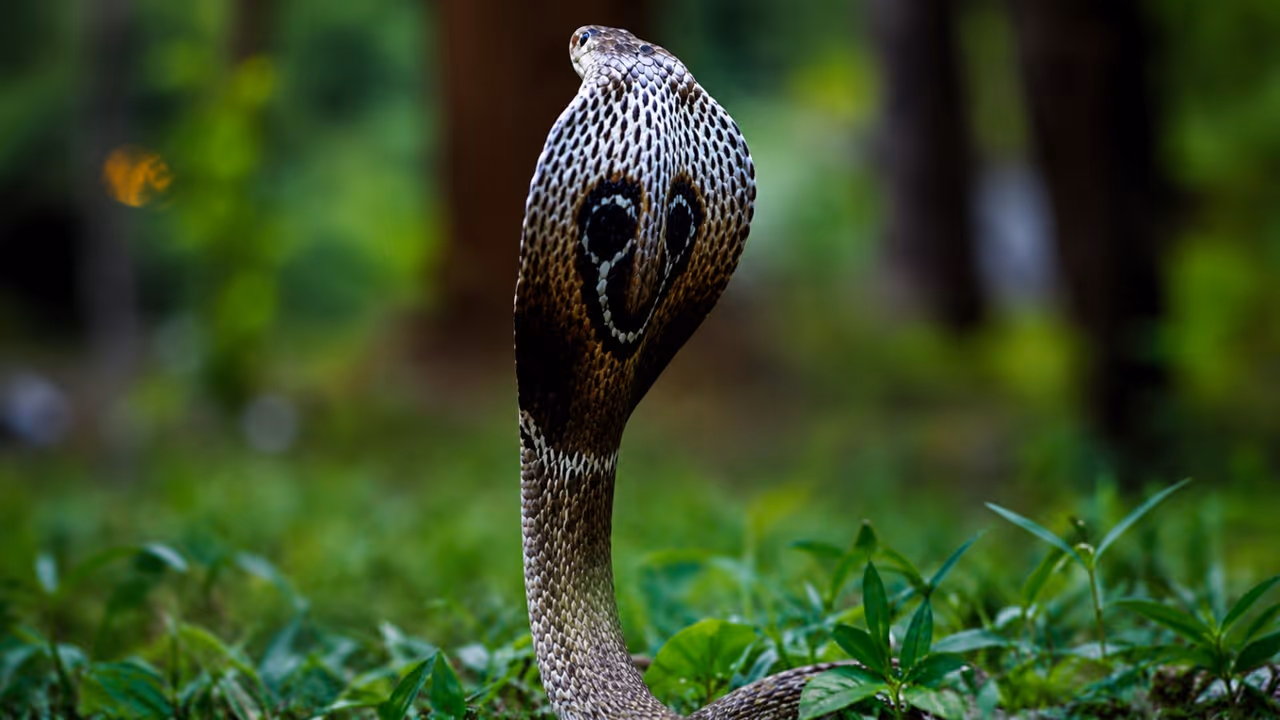 Snake Village India Snake Village India