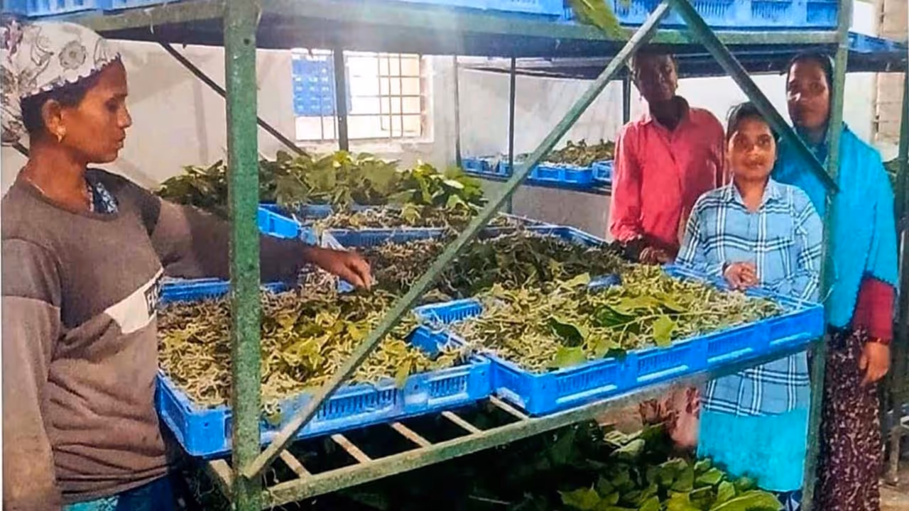narayanpur Silk Mission narayanpur Silk Mission
