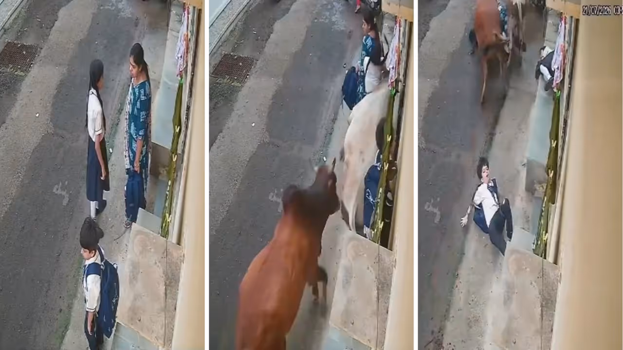 Madhya Pradesh bull menace viral video shows 2 bulls run over schoolchildren woman in Mandsaur Chakravarti Vihar Colony Madhya Pradesh bull menace viral video shows 2 bulls run over schoolchildren woman in Mandsaur Chakravarti Vihar Colony
