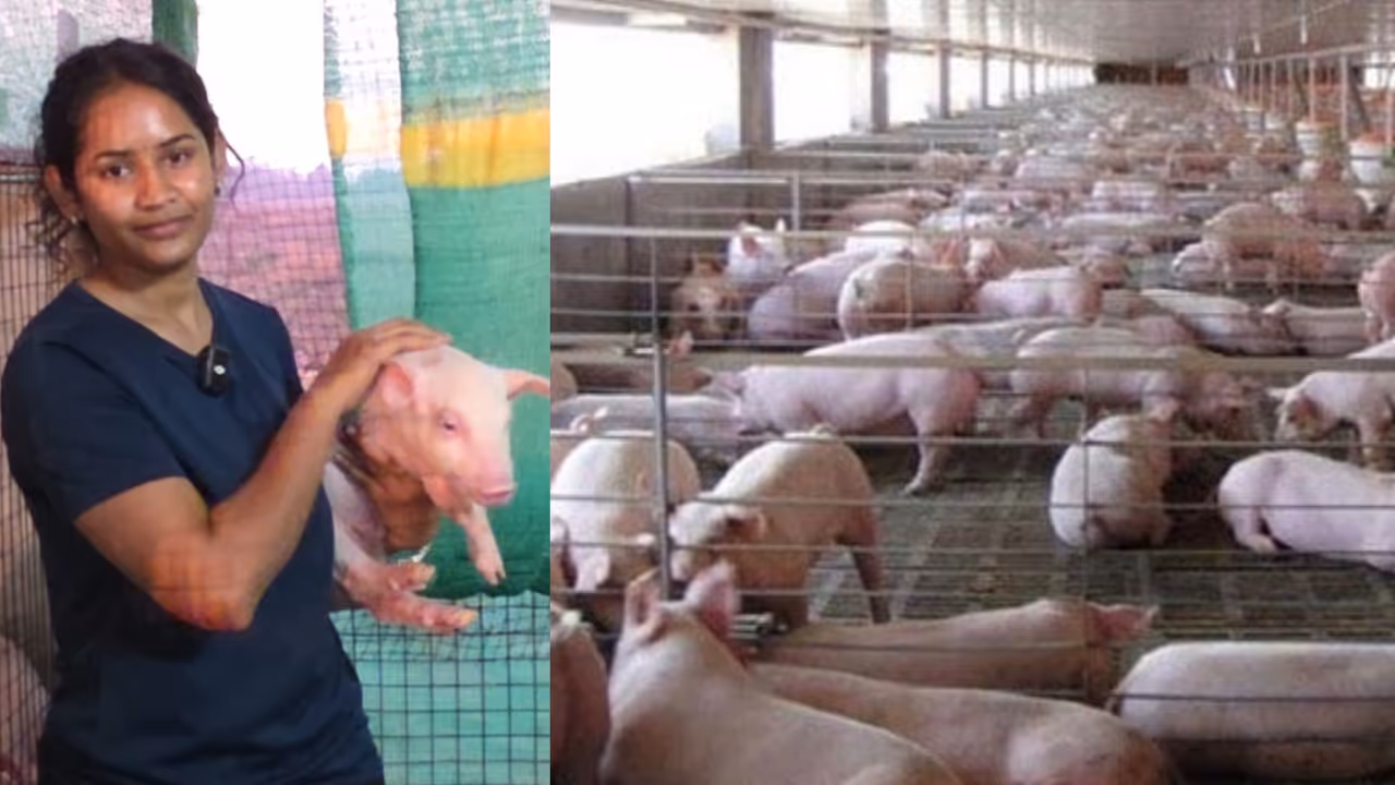 Pig Farming Success Story Pig Farming Success Story