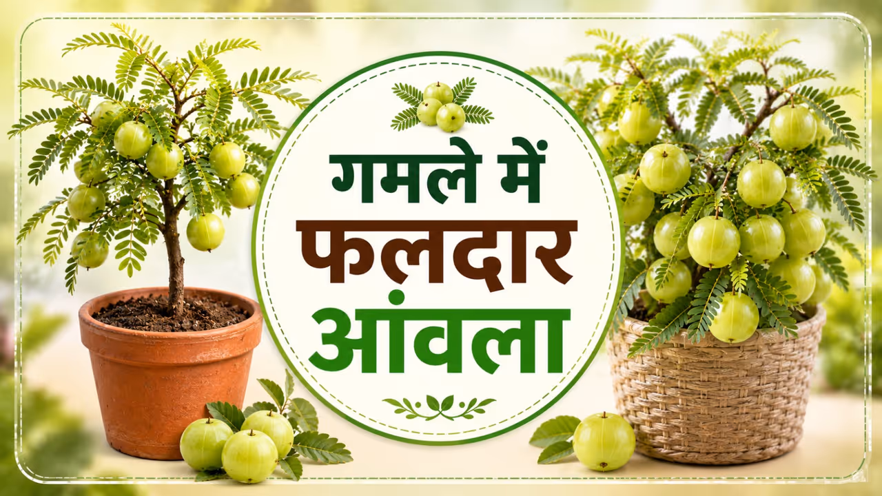 How to Grow Amla Tree in Pot How to Grow Amla Tree in Pot