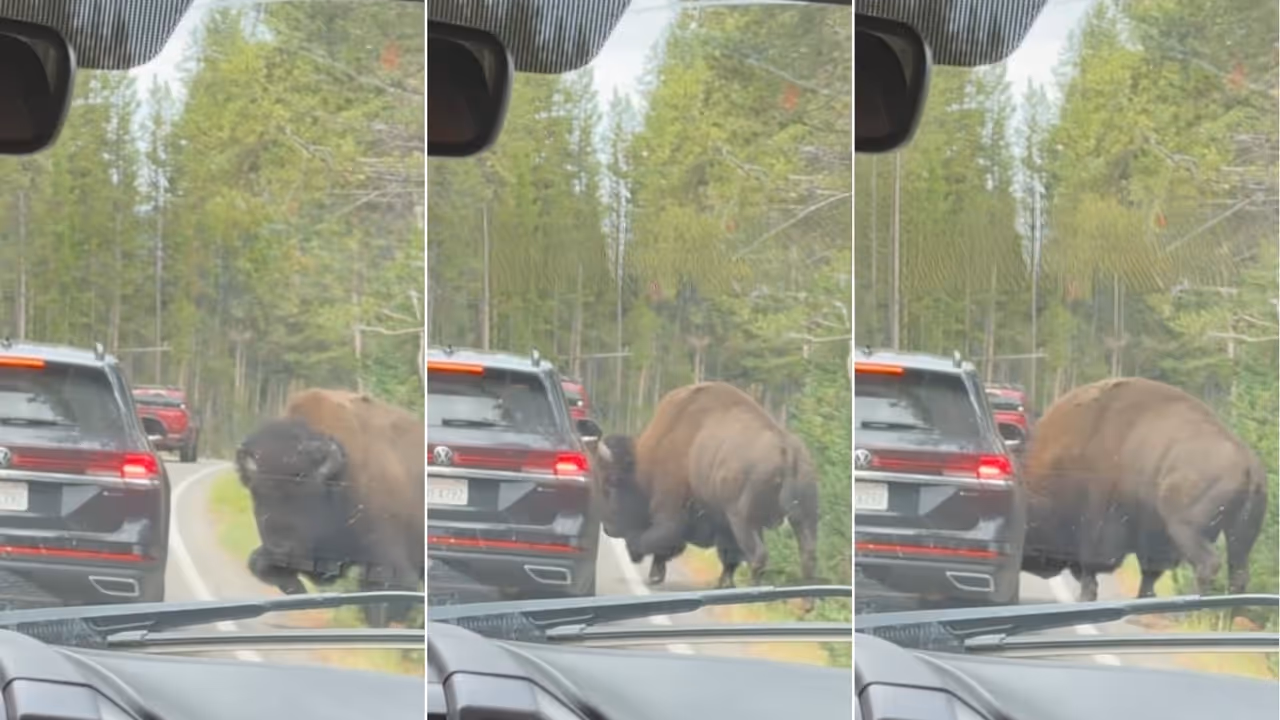 Yellowstone National Park Video Bison attacks car tyre in US after driver gets too close to herd Yellowstone National Park Video Bison attacks car tyre in US after driver gets too close to herd