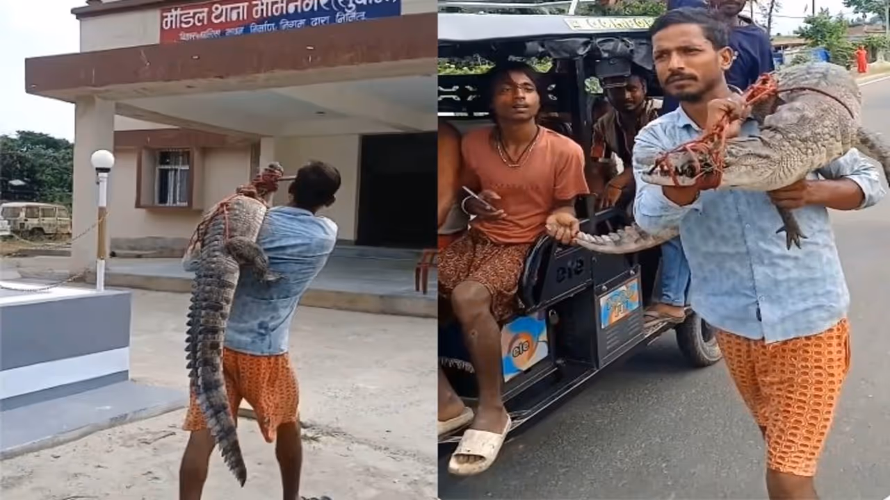 bihar supaul farmer carries crocodile to police station kosi river forest department bihar supaul farmer carries crocodile to police station kosi river forest department
