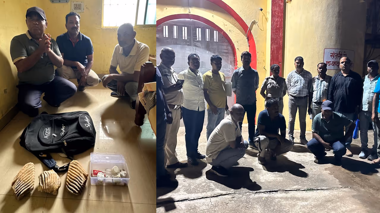 Chhattisgarh illegal ivory trade accused arrested Chhattisgarh illegal ivory trade accused arrested