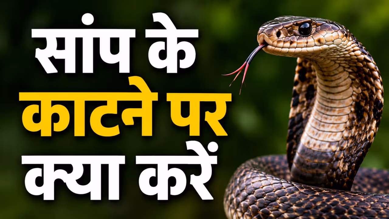 What to Do After Snake Bite What to Do After Snake Bite