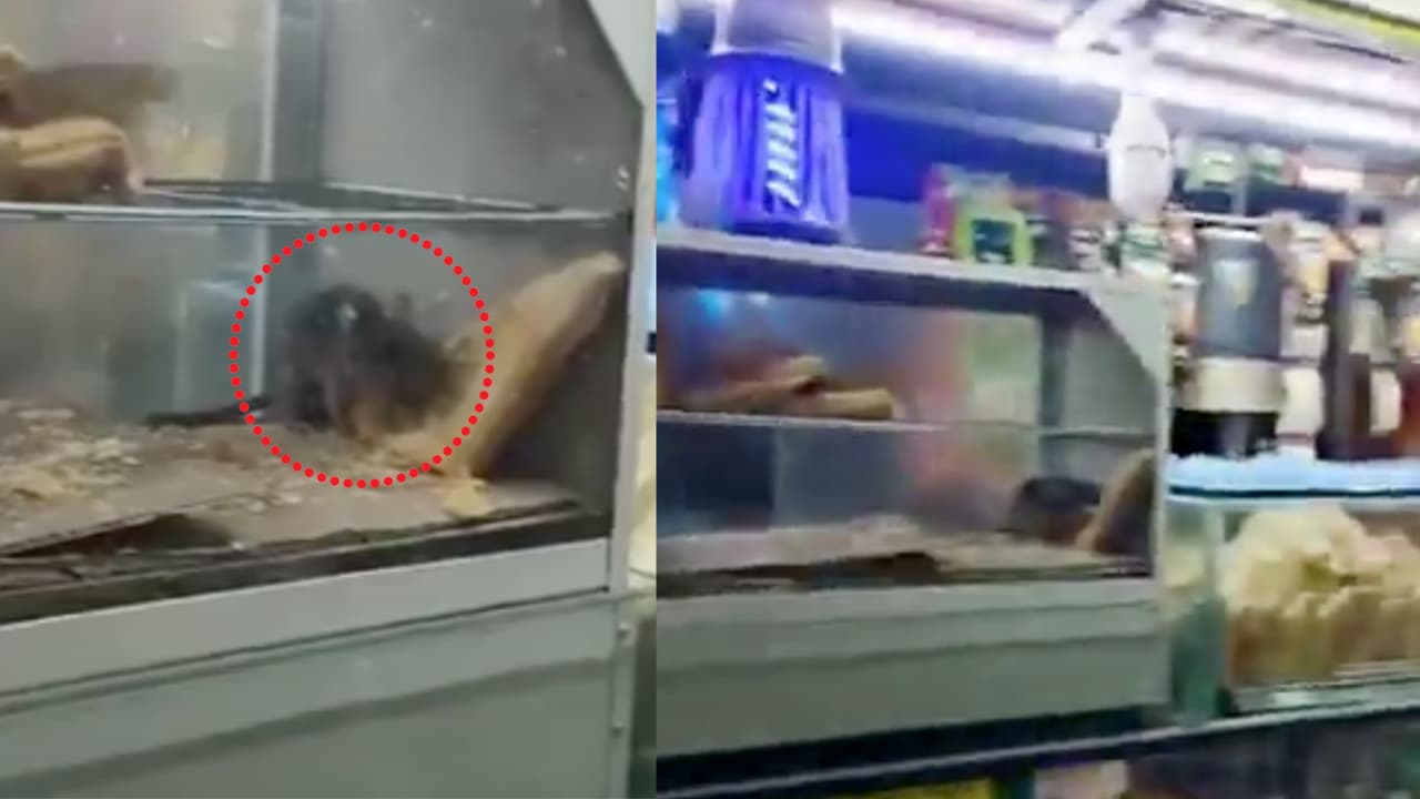 Surat Railway Station Rat Video Rat Seen Eating Pastry at Food Stall Railway Seals Stall Surat Railway Station Rat Video Rat Seen Eating Pastry at Food Stall Railway Seals Stall