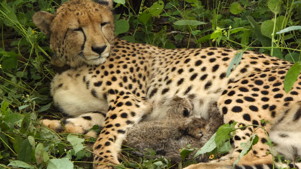 Project Cheetah Four Cheetah Cubs Born in Kuno Indias Cheetah Population Rises to 56 Project Cheetah Four Cheetah Cubs Born in Kuno Indias Cheetah Population Rises to 56