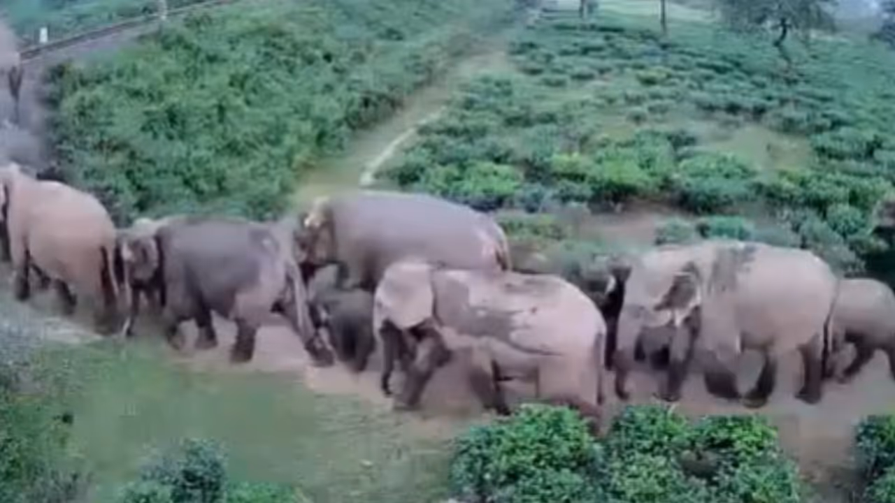 How do Elephants Remember Routes How do Elephants Remember Routes