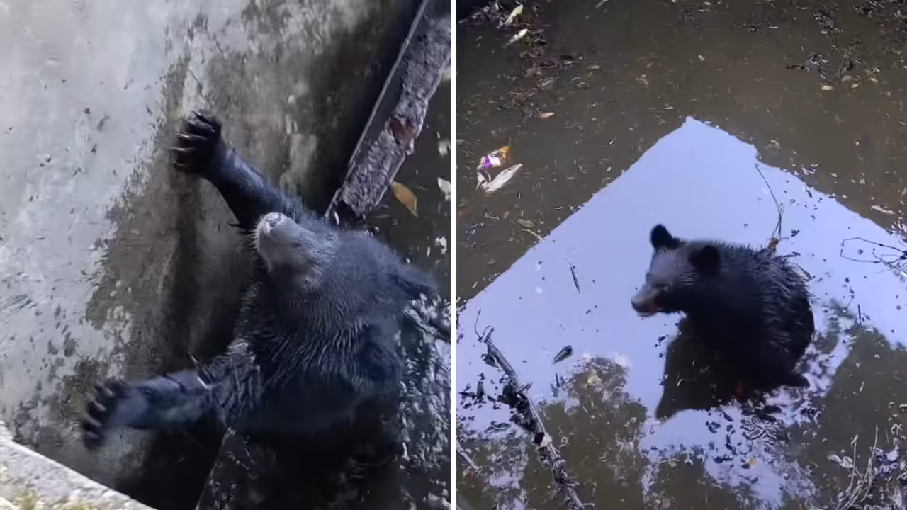 Men Follow Mysterious Cries Into Forest, Find Trapped Bear Cub And Carry Out A Risky Rescue Winning Hearts (WATCH) Men Follow Mysterious Cries Into Forest, Find Trapped Bear Cub And Carry Out A Risky Rescue Winning Hearts (WATCH)