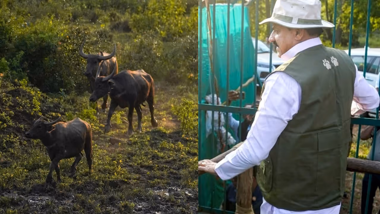Kanha Tiger Reserve Eight Wild Buffaloes Moved to a Larger Enclosure After 100 Years Kanha Tiger Reserve Eight Wild Buffaloes Moved to a Larger Enclosure After 100 Years