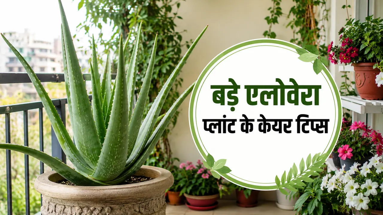 big aloe vera plant care tips big aloe vera plant care tips