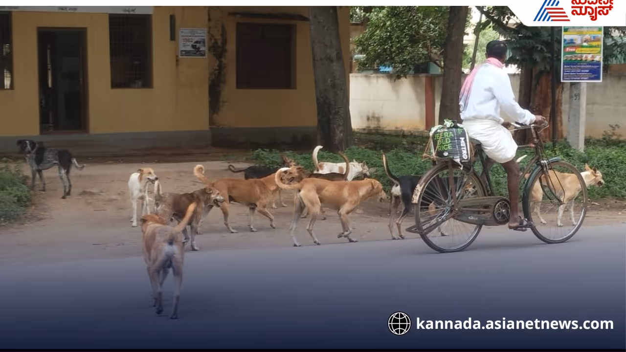 Dog bites teacher who went for caste survey