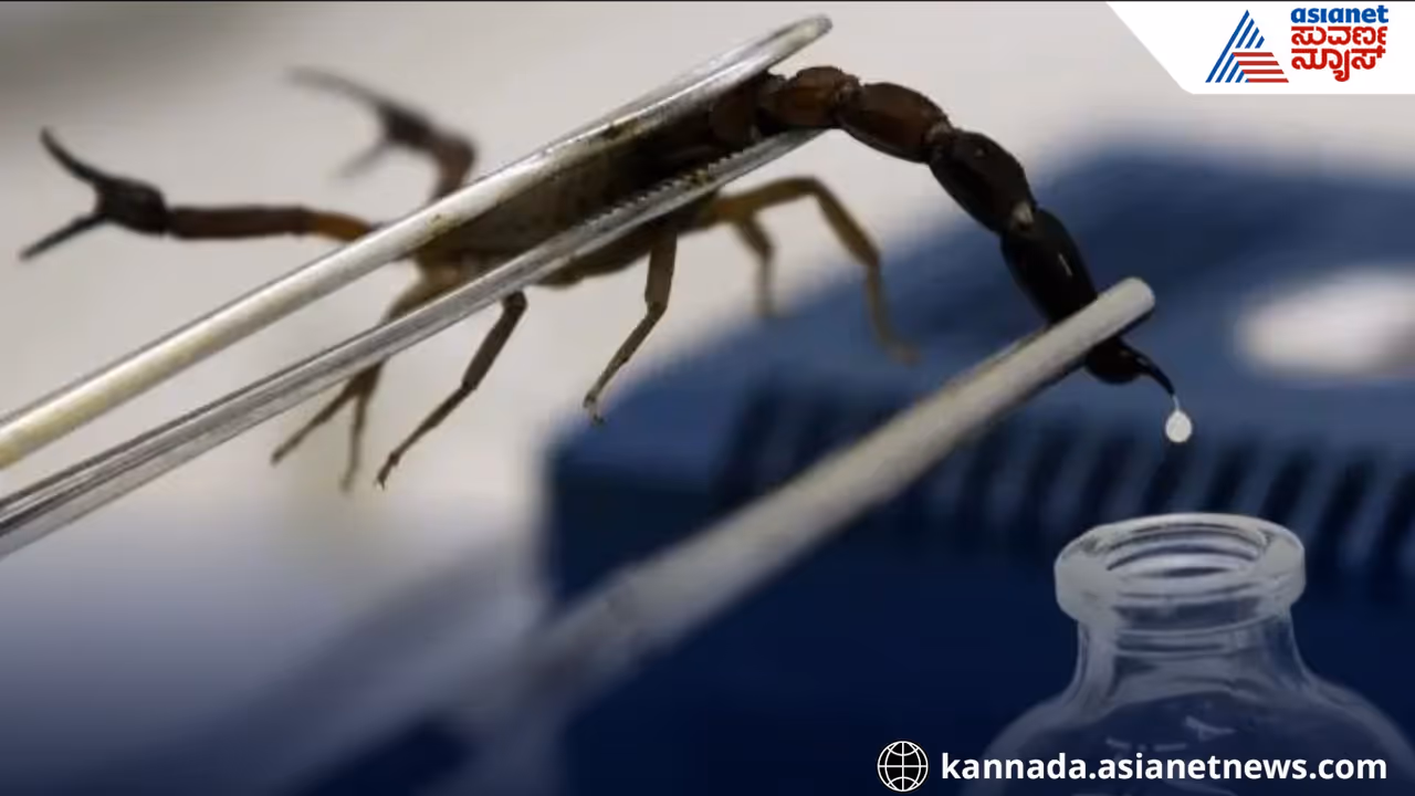 scorpion venom most expensive liquid in the world