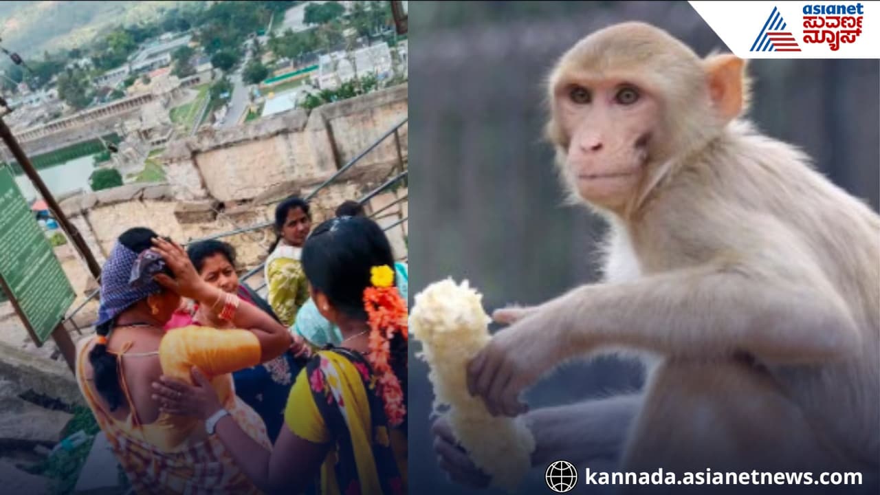 Monkey menace in Melukote temple mandya