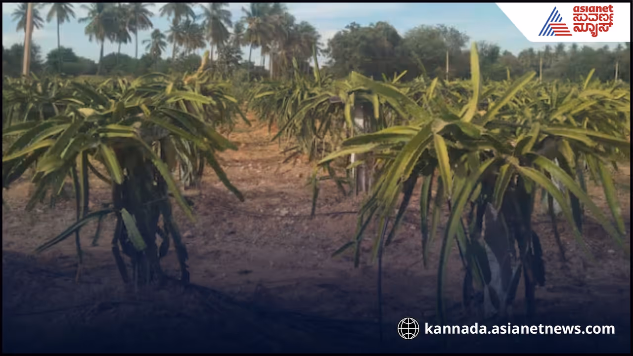 low water agriculture success stories